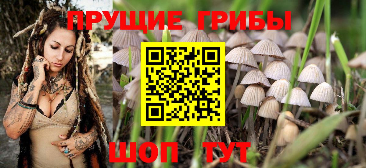 купить наркотик  Галлюциногенные грибы Cubensis  Вход с VPN  Усть-Джегута 